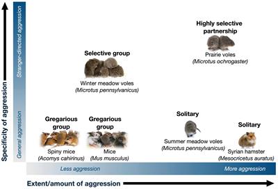 Selectivity and Sociality: Aggression and Affiliation Shape Vole Social Relationships